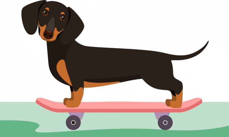 iscrivi il tuo cane su Fauna Life