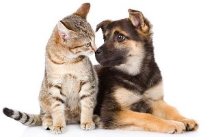 pets